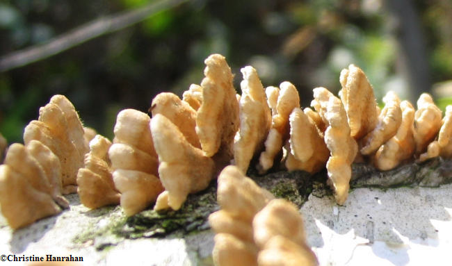 Plicaturopsis crispa