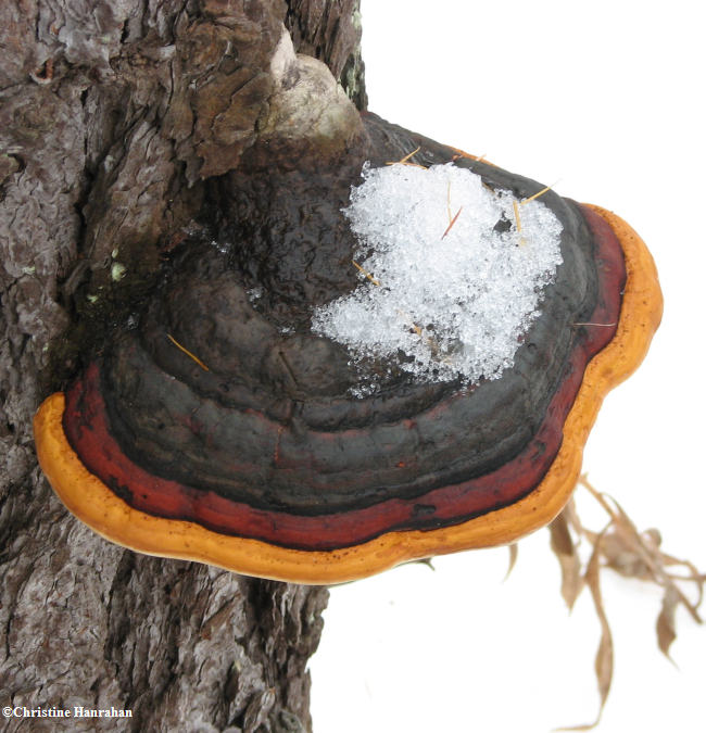 Red-banded polypore (Fomitopsis pinicola)