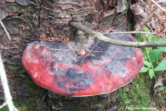 Fomitopsis pinicola, Red-banded polypore
