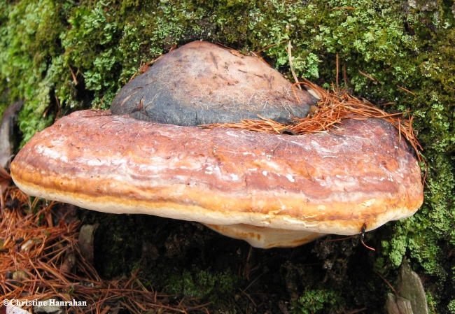 Fomitopsis pinicola, Red-banded polypore