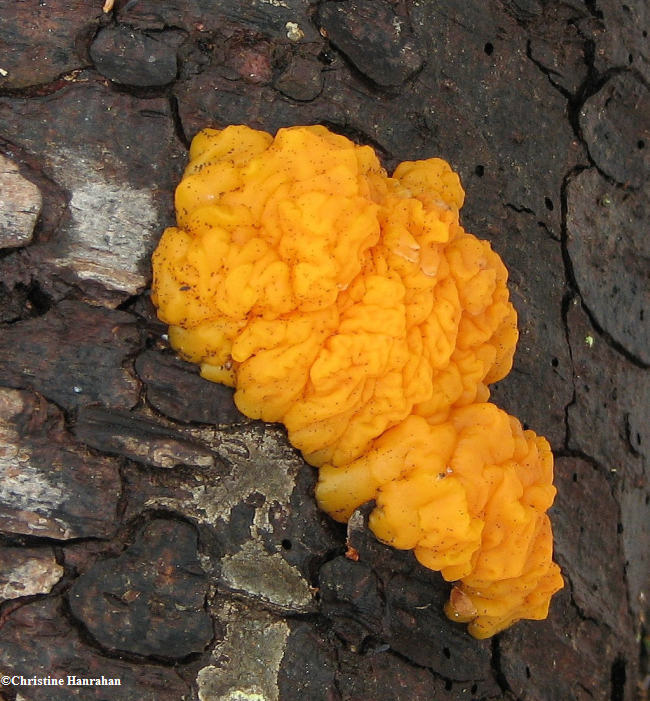 Orange jelly fungus Dacrymyces palmatus