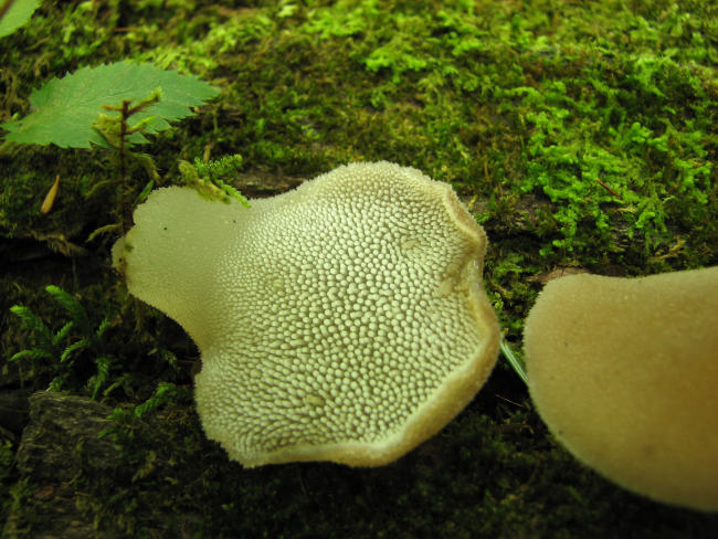 Pseudohydnum gelatinosum,  Toothed jelly fungus