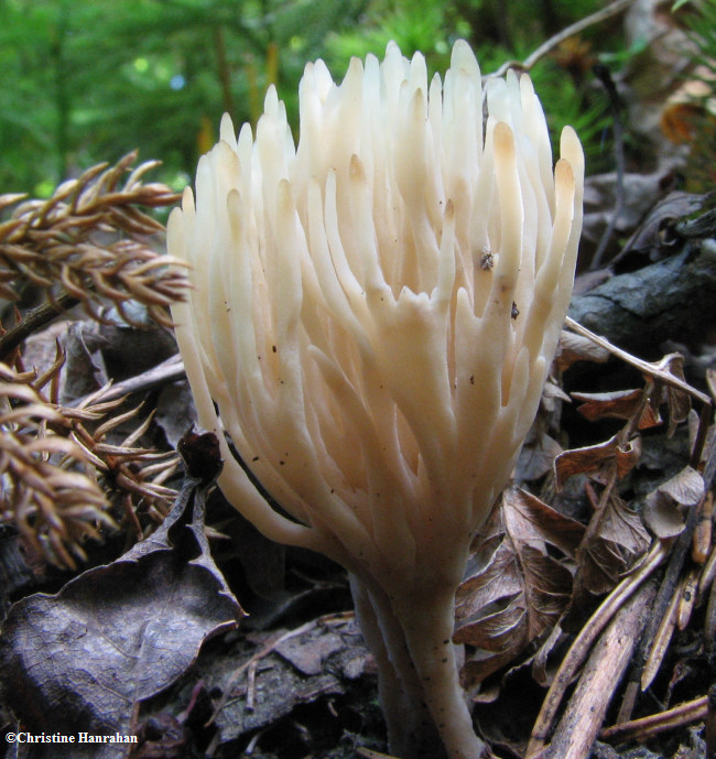 Coral fungi