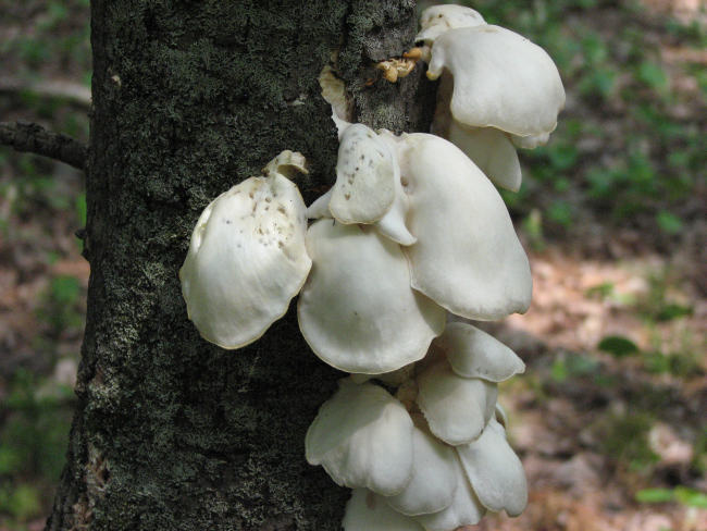 Oyster mushrooms (Pleruotus ostreatus)