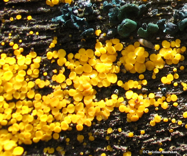 Lemon drops (Bisporella)