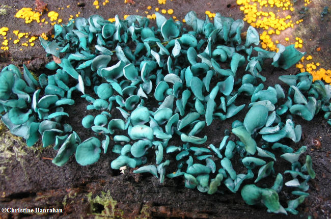 Blue Stain Fungus (Chlorociboria aeruginascens)