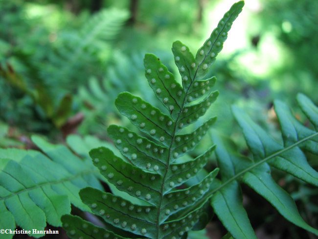 Common polypody (Polypodium virginianum)