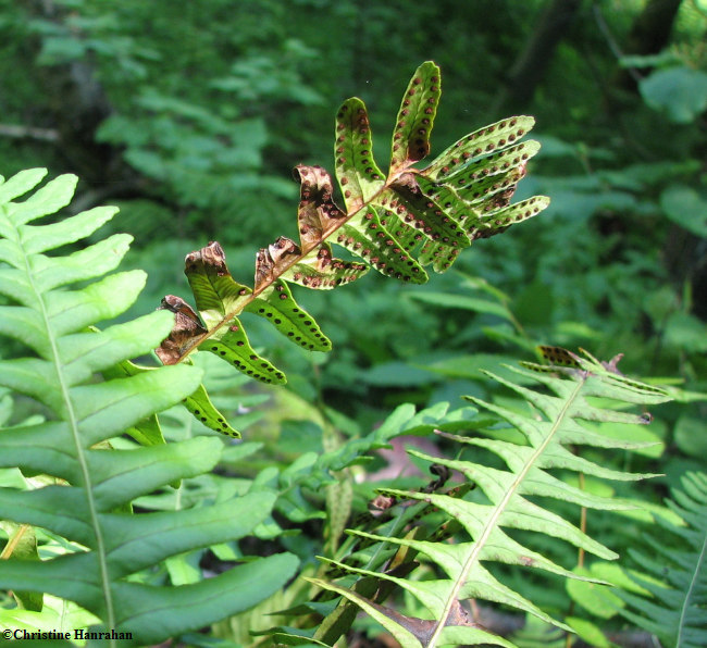 Common polypody (Polypodium virginianum)
