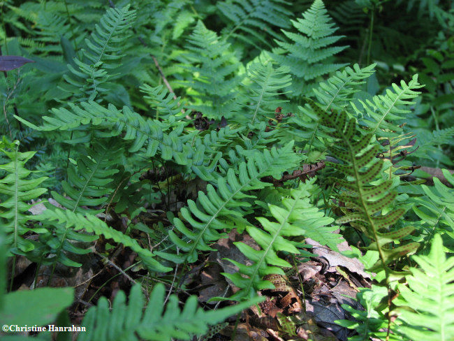 Common polypody (Polypodium virginianum)
