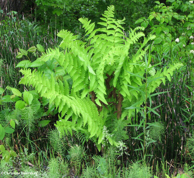 Interrupted fern (Osmunda claytoniana)