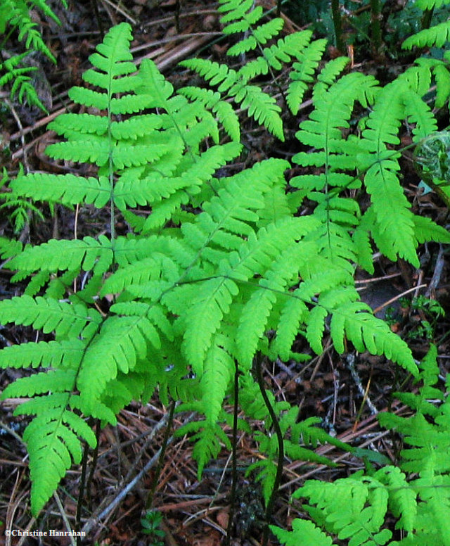 Oak fern (Gymnocarpium dryopteris)