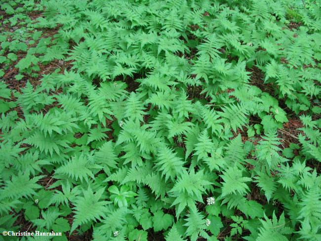 Beech fern (Phegopteris connectilis)