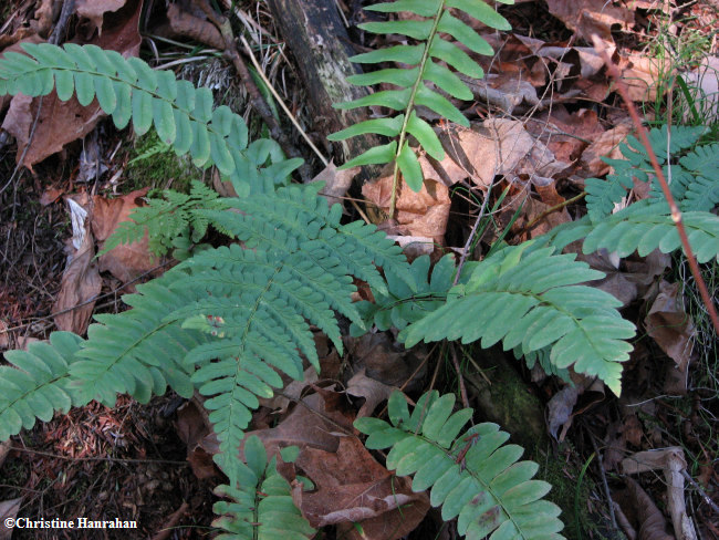 Christmas fern (Polystichum acrostichoides)