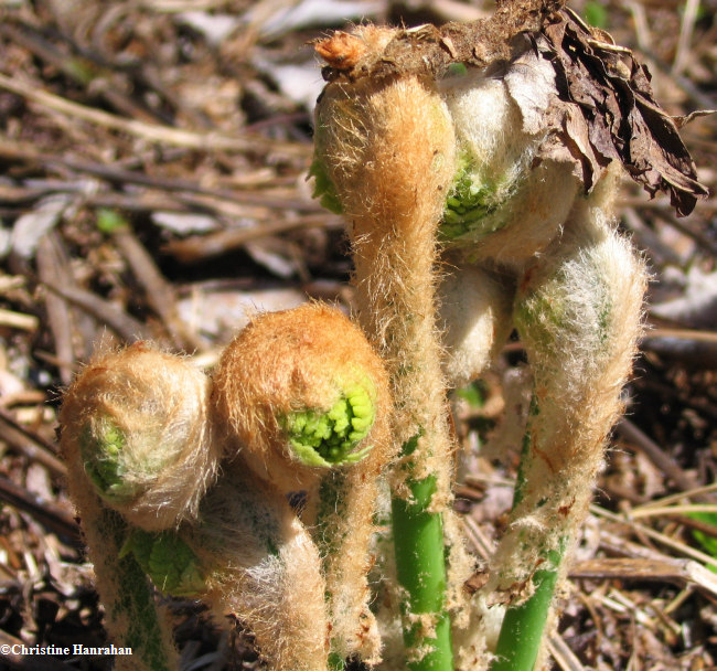 Cinnamon fern (Osmunda cinnamomea)