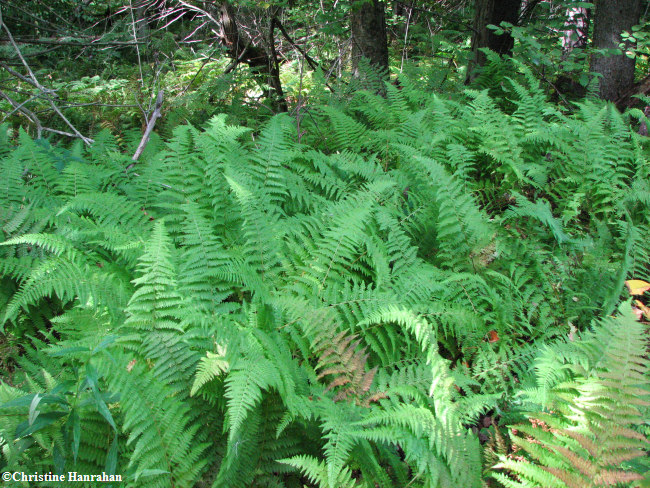 Hay-scented ferns (Dennstaedtia punctilobula)