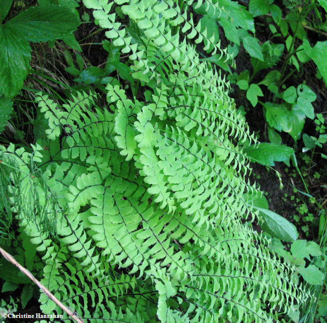 Maidenhair fern (Adiantum pedatum)