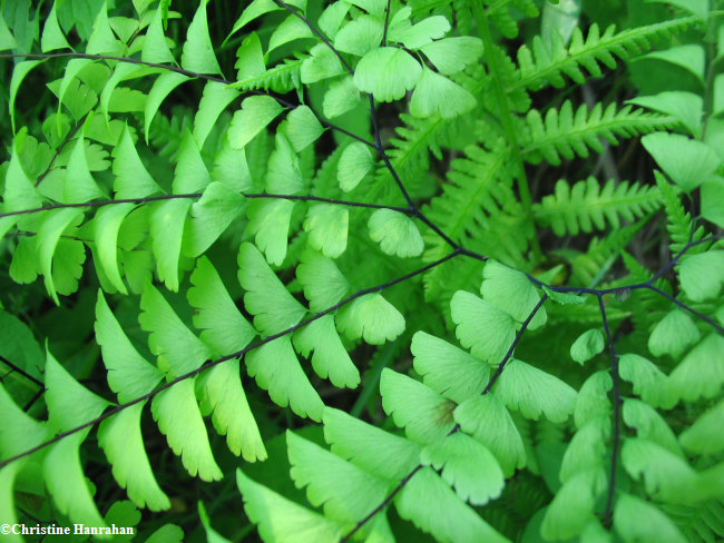 Maidenhair fern (Adiantum pedatum)