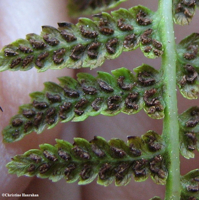 Lady fern (Athyrium filix-femina) sori