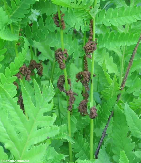 Interrupted fern (Osmunda claytoniana)
