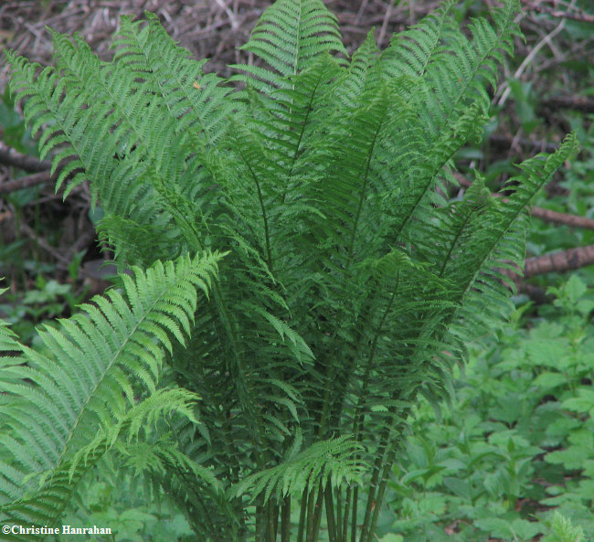 Ostrich fern (Matteuccia struthiopteris)