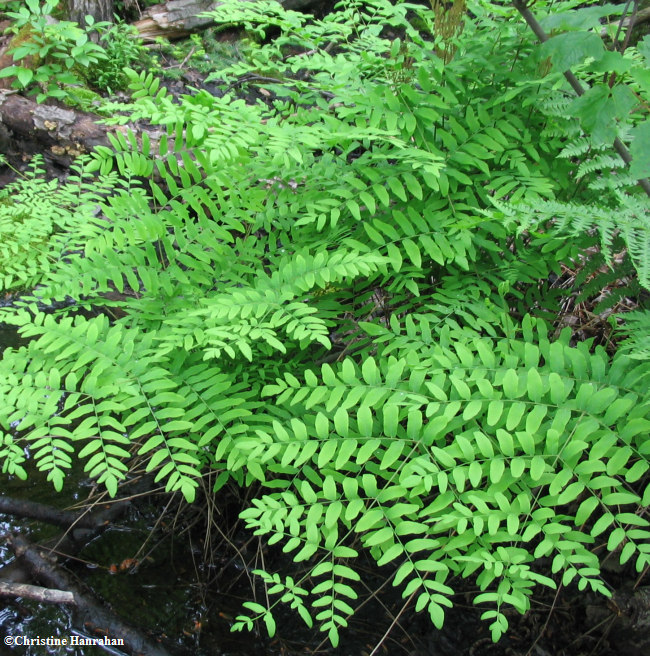 Royal fern (Osmunda regalis)