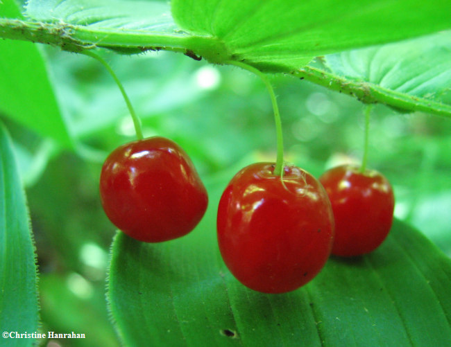 Rose twisted stalk (<em>Streptopus roseus</em>) fruit