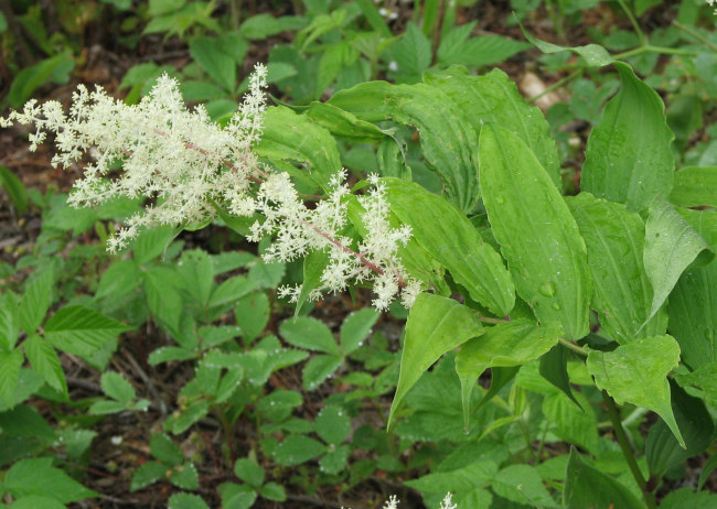 False solomon's seal (Smilacina racemosa)