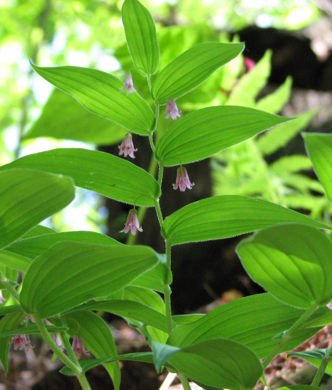 Rose twisted stalk (<em>Streptopus roseus</em>)