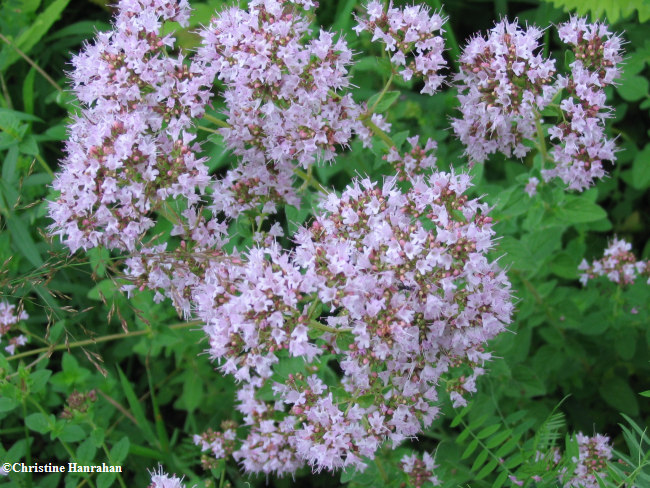 Marjoram, wild  (Origanum vulgare)