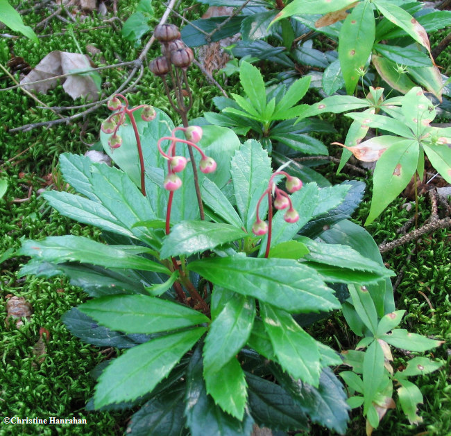 Pipsissewa (Chimaphila umbellata)