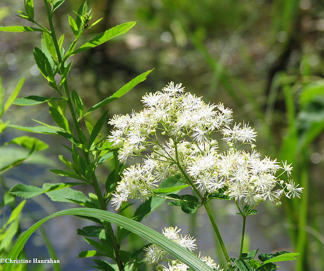 Meadow rue (Thalictrum pubescens)