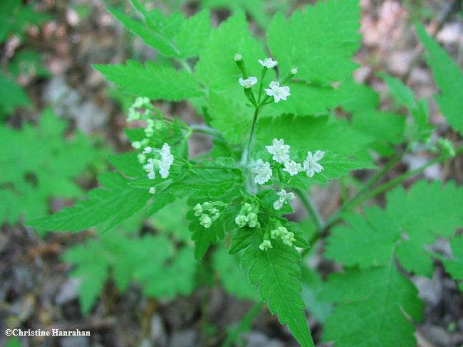 Sweet cicely (Osmorhiza claytonii)