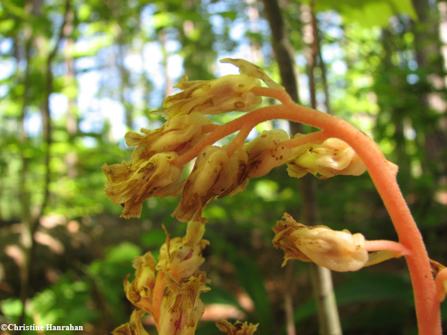 Pinesap (Monotropa hypopithis)