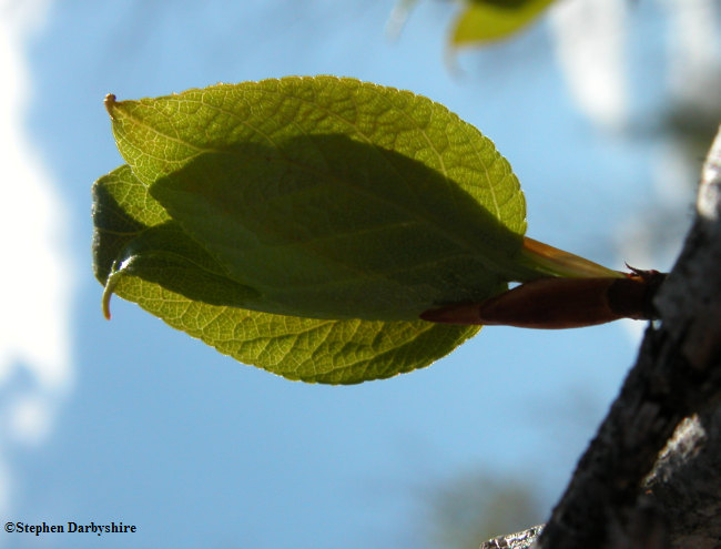 Balsam poplar (Populus balsamifera) leaves