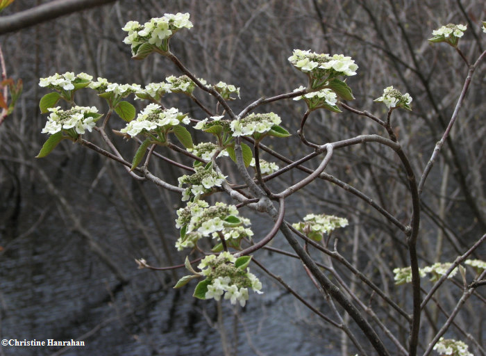 Hobblebush (Viburnum alnifolium)