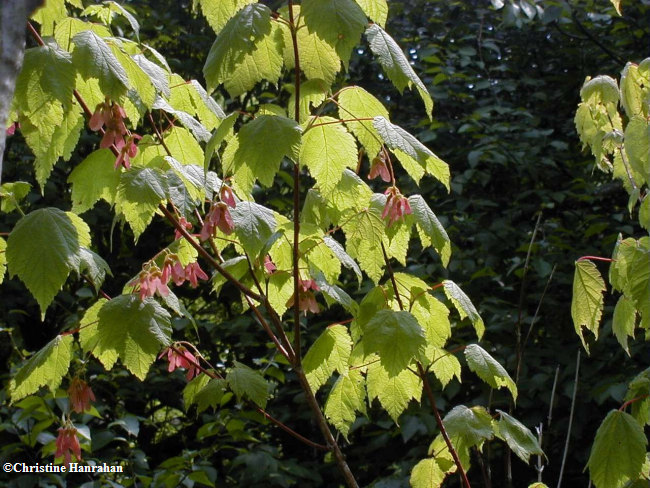 Mountain maple (Acer spicatum)