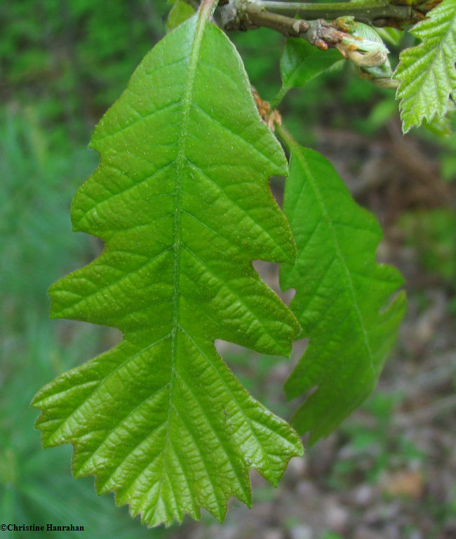 Bur oak (Quercus macrocarpa) leaf