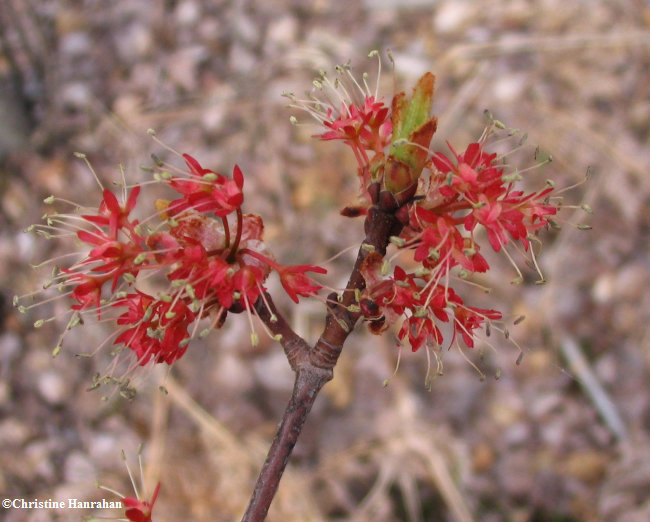 Red maple (Acer rubrum) flowers
