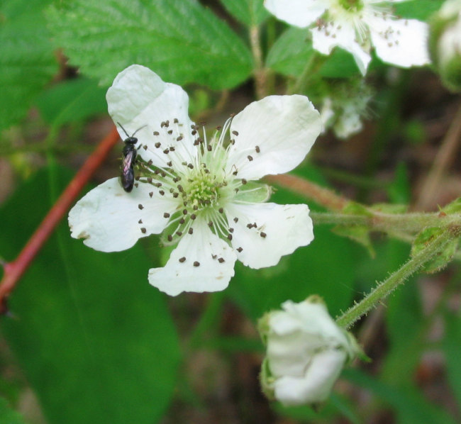 Blackberry (Rubus allegheniensis)