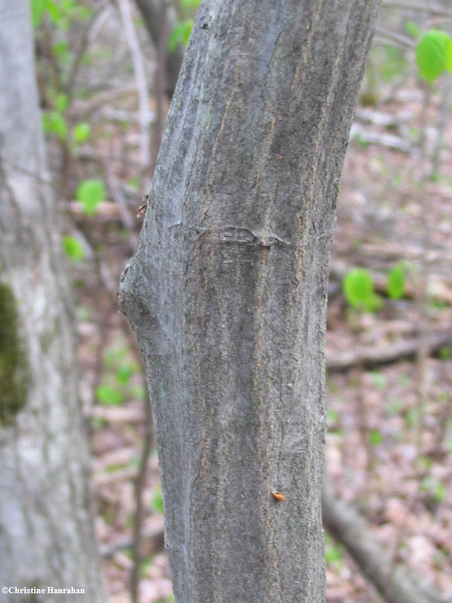 Blue-beech (<em>Carpinus caroliniana</em>)