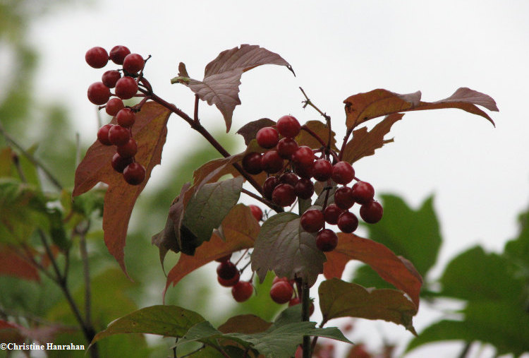 High-bush cranberry (Viburnum trilobum)