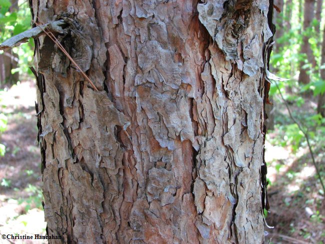 Red pine (Pinus resinosa) bark