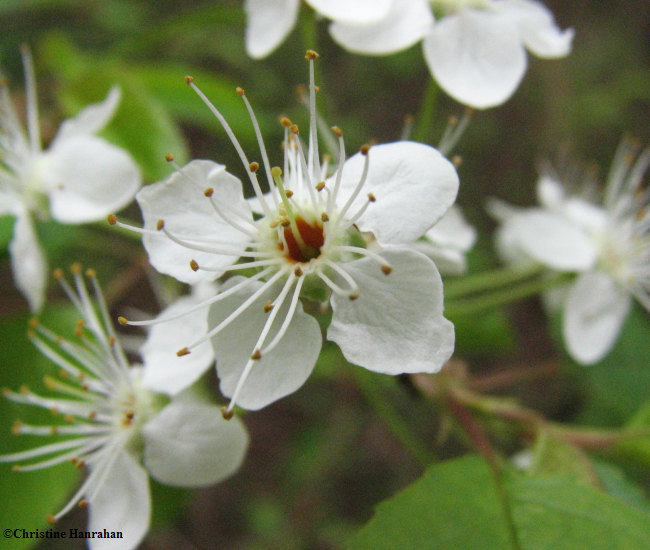 Pin cherry (Prunus pensylvanica) flowers