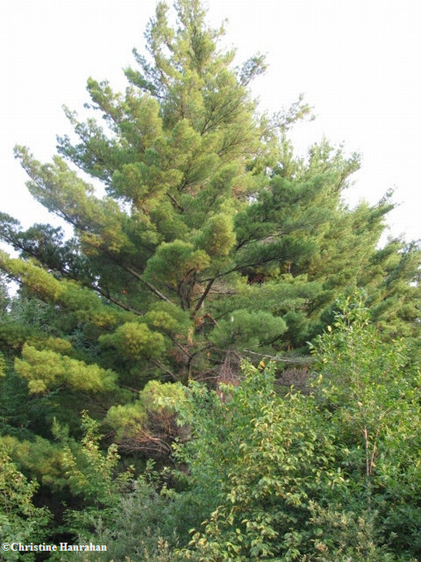 White pine (Pinus strobus)