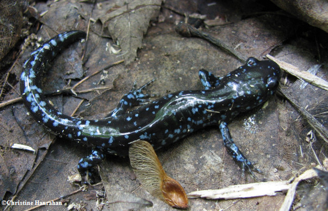 Blue-spotted salamander (Ambystoma laterale)