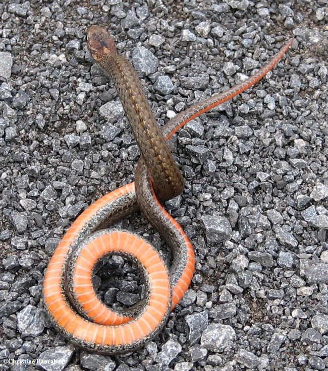 Red-bellied snake (<em>Storeria occipitomaculata</em>)