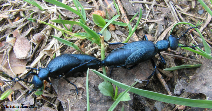 Blister beetles (Meloe sp.)