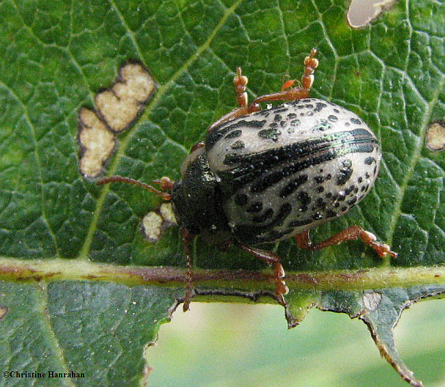 Dogwood calligrapher (Calligrapha philadelphica)