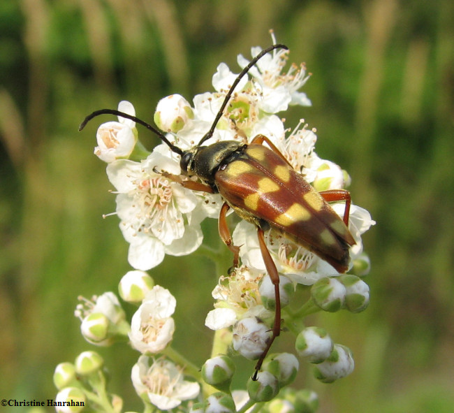 Flower longhorn (Typocercus velutinus)