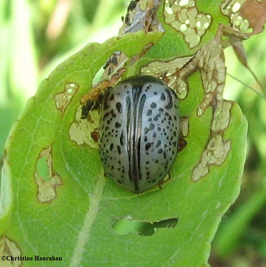 Dogwood Calligrapher beetle (Calligrapha multipunctata)